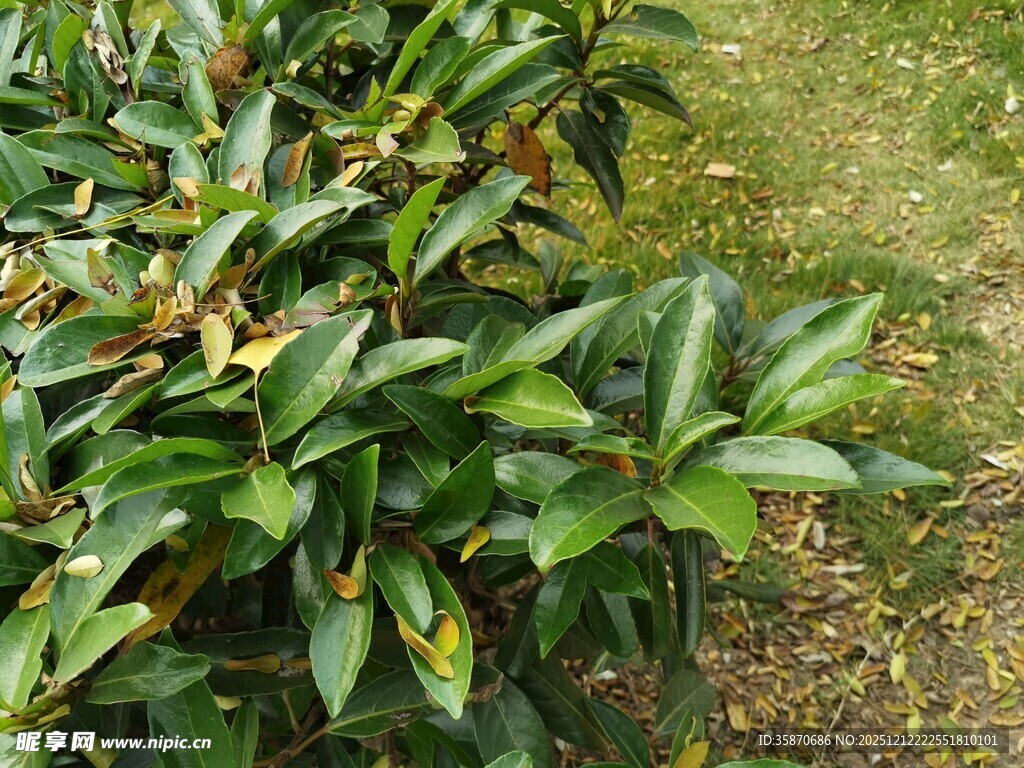 绿叶繁茂的植物景观
