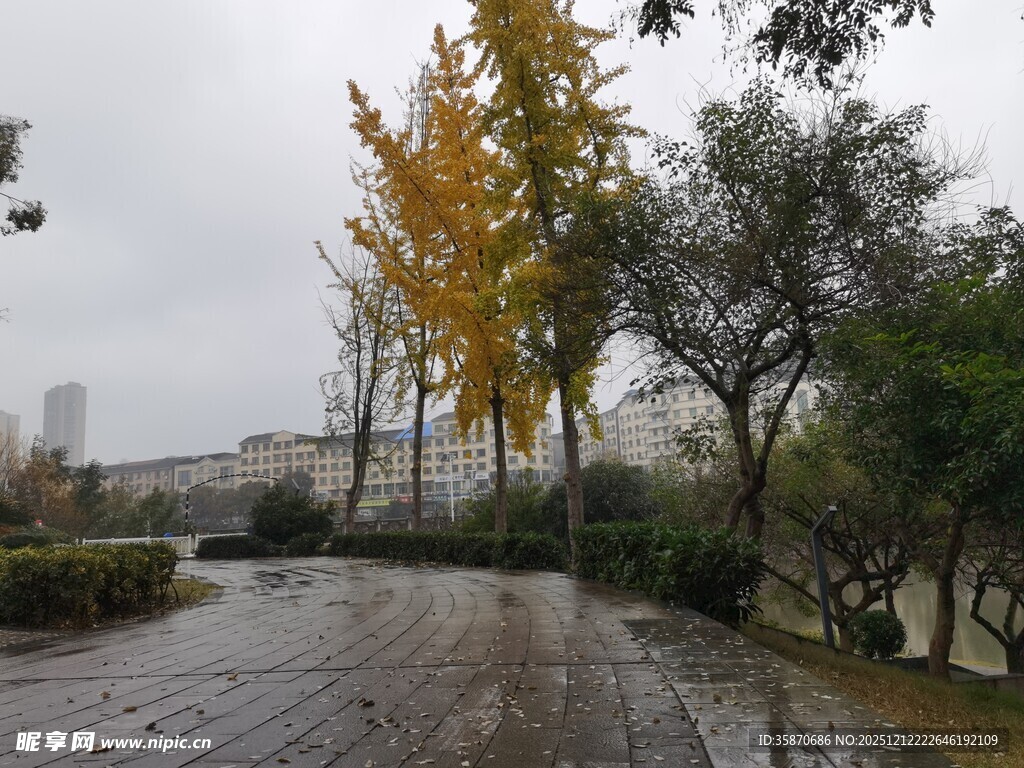 雨后公园的多彩树木景观