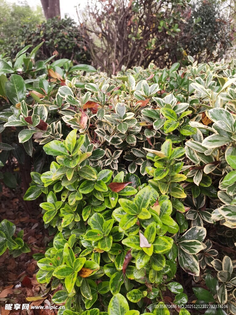 绿叶繁茂的植物景观
