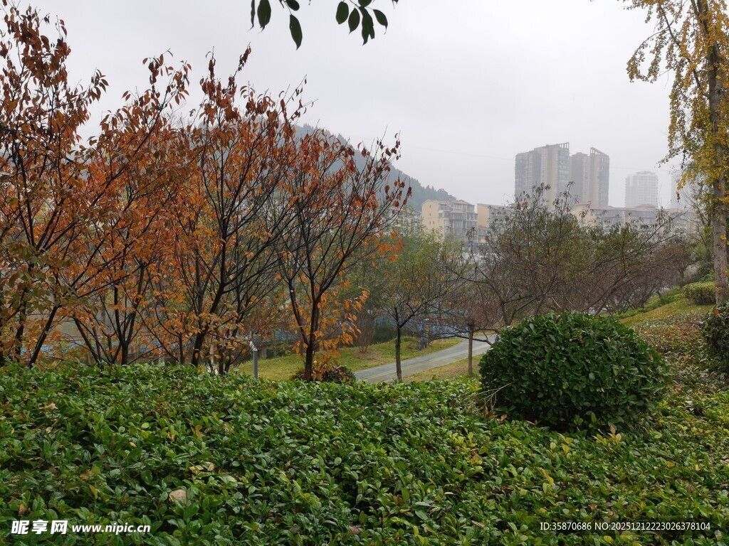 秋日公园绿植与树木景观