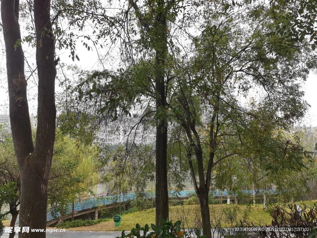 公园绿树成荫的景致