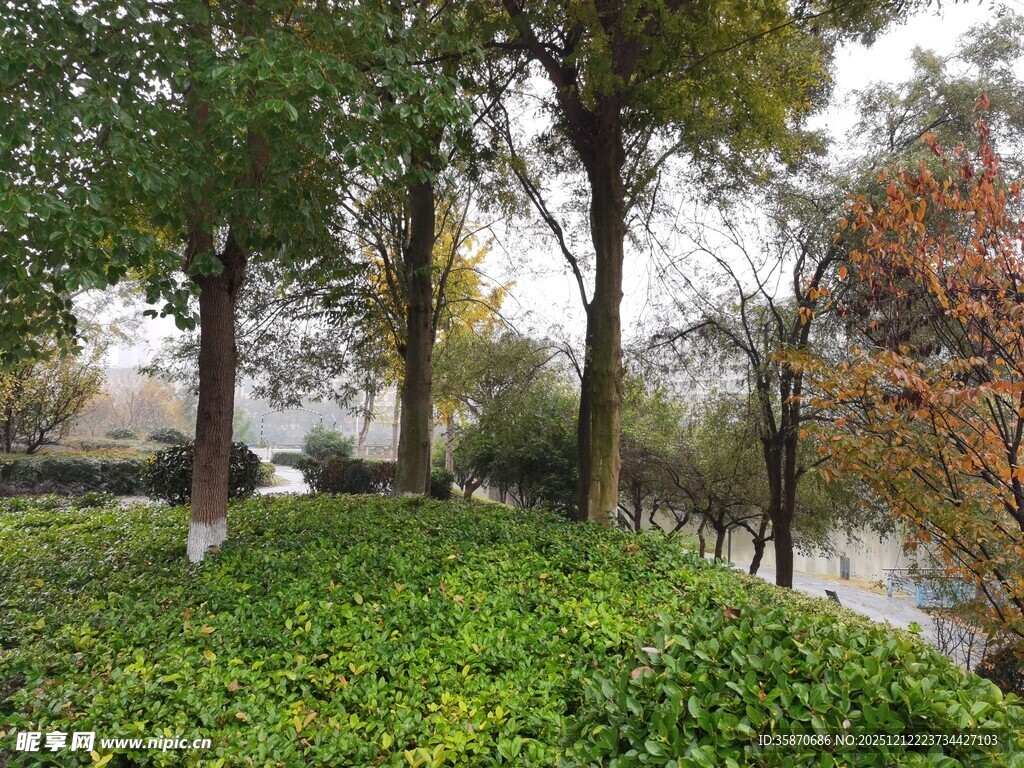 秋日公园绿植与行人景致