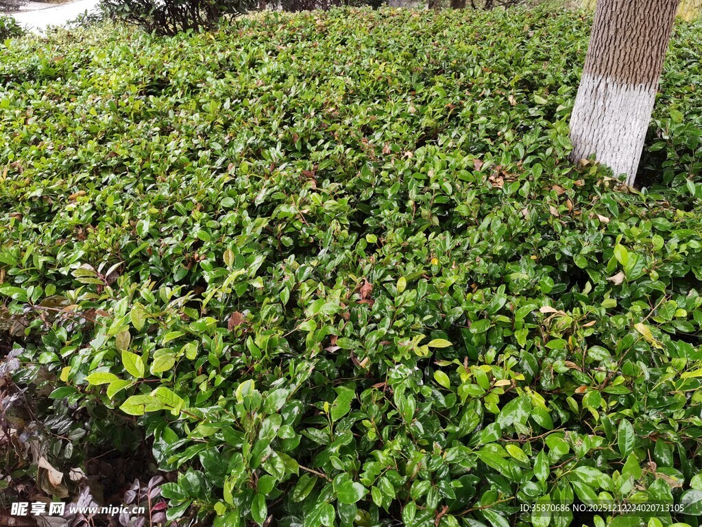 翠绿繁茂的低矮灌木丛