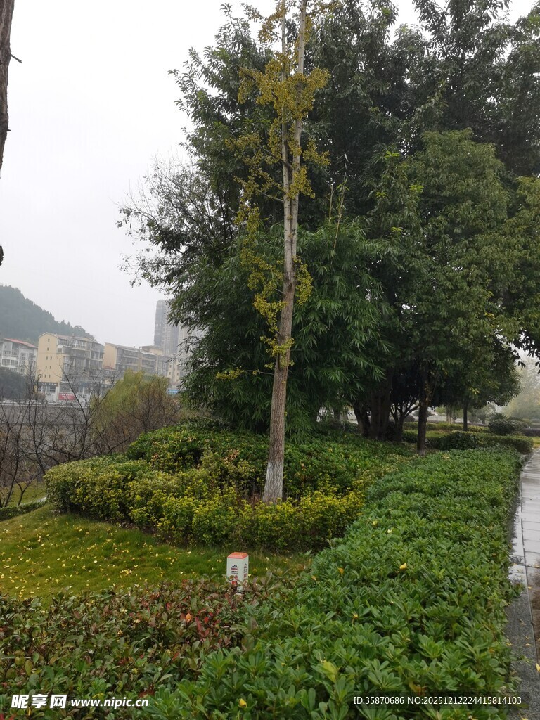 城市中的绿植景观
