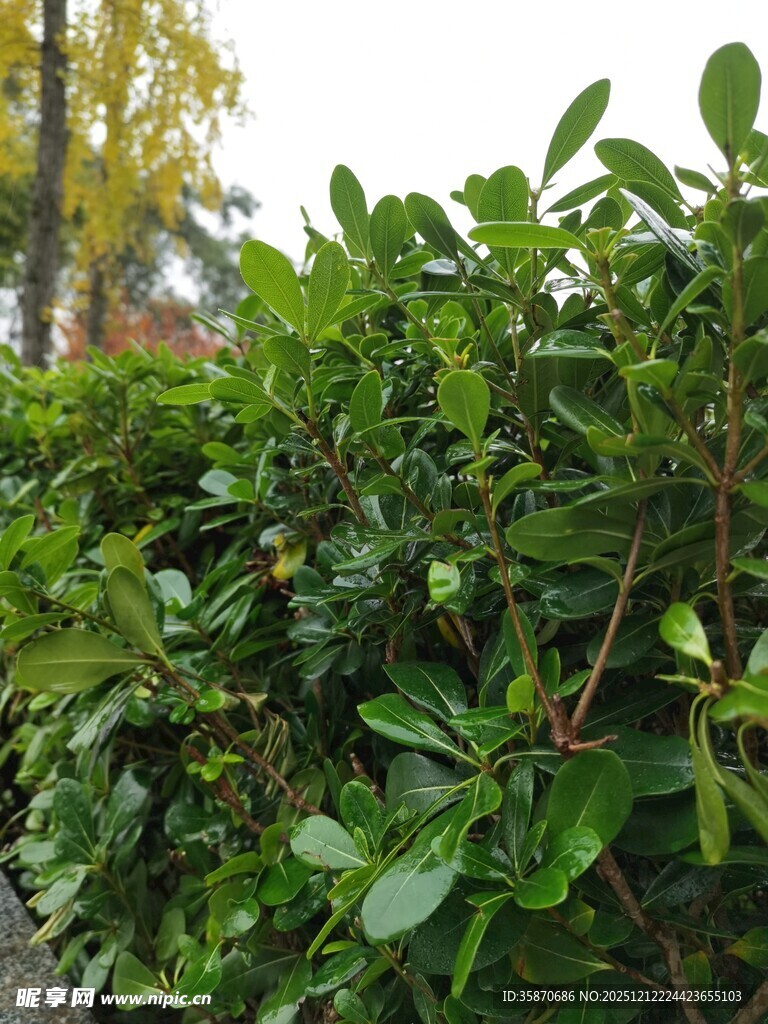 翠绿繁茂的灌木丛