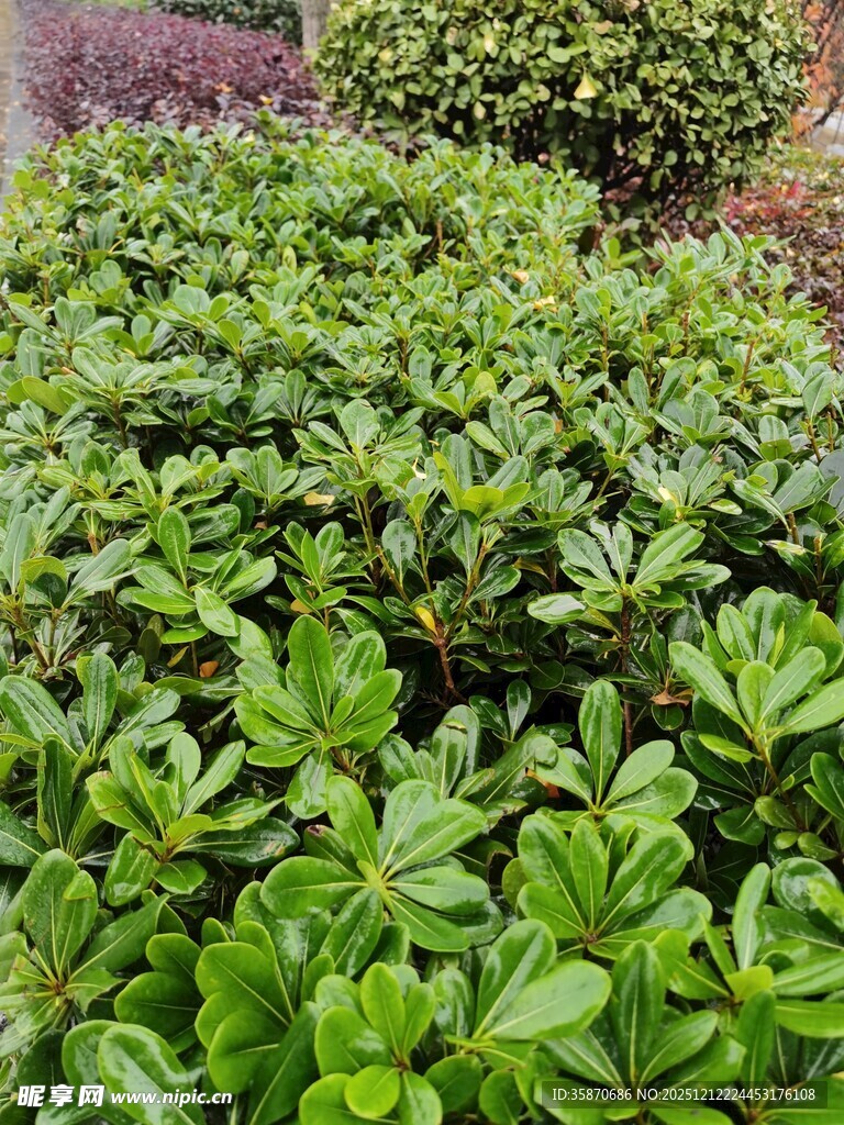 翠绿繁茂的灌木丛景观