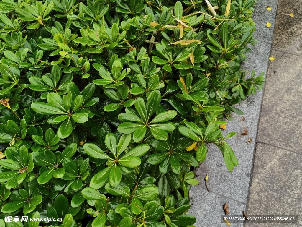 路边翠绿繁茂的灌木丛