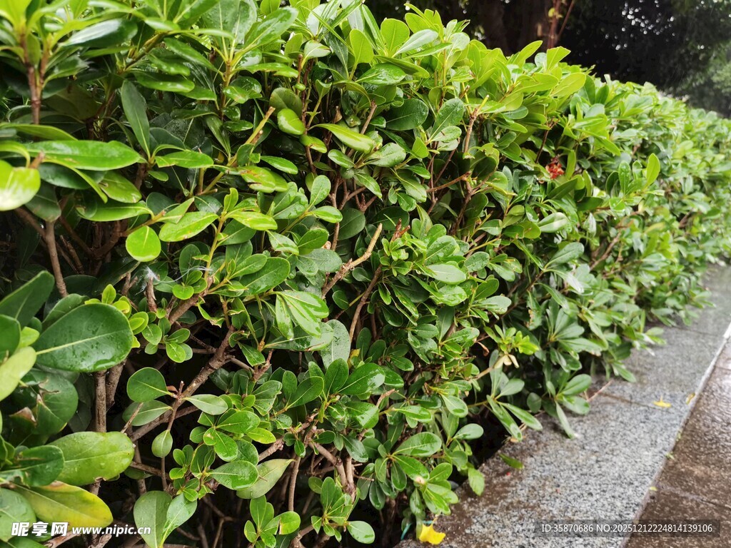 整齐绿植墙清新自然景