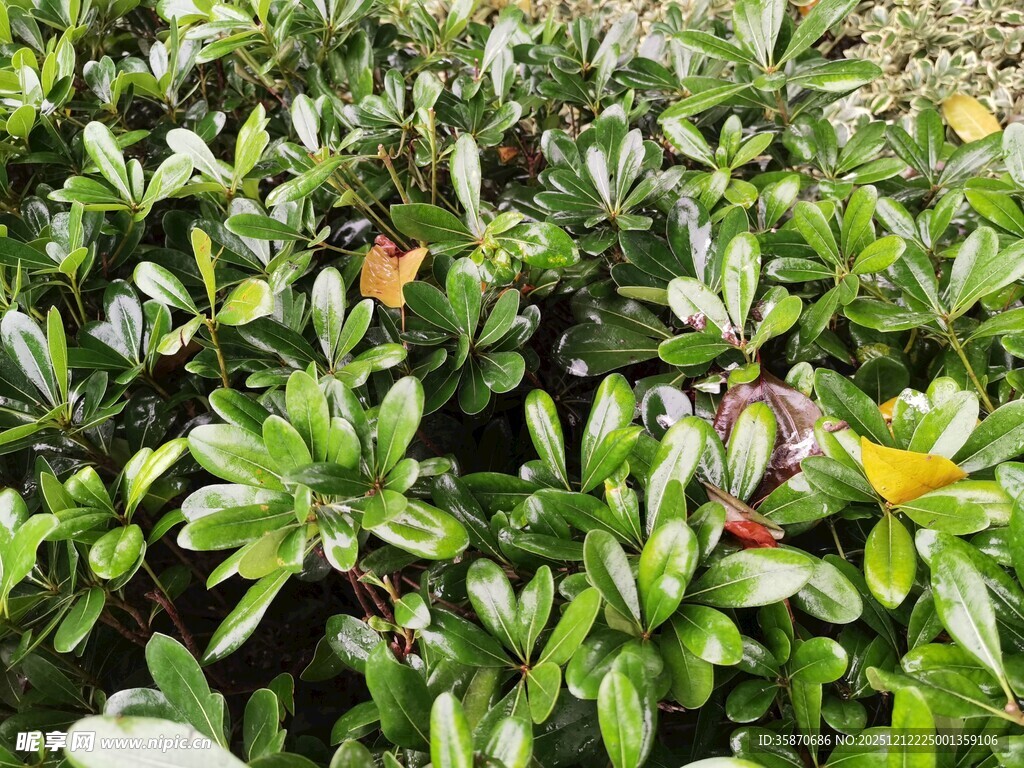 绿叶间的多彩果实