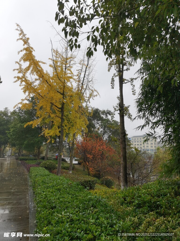 秋日林荫道的斑斓景致