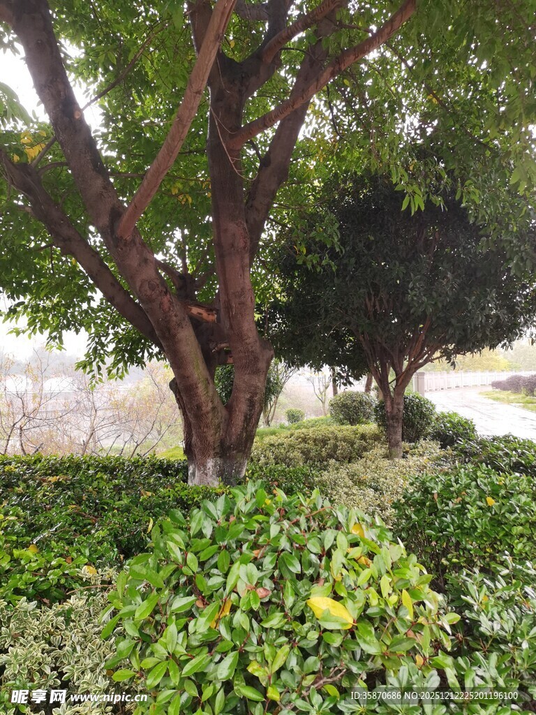 庭院中的繁茂绿植景观