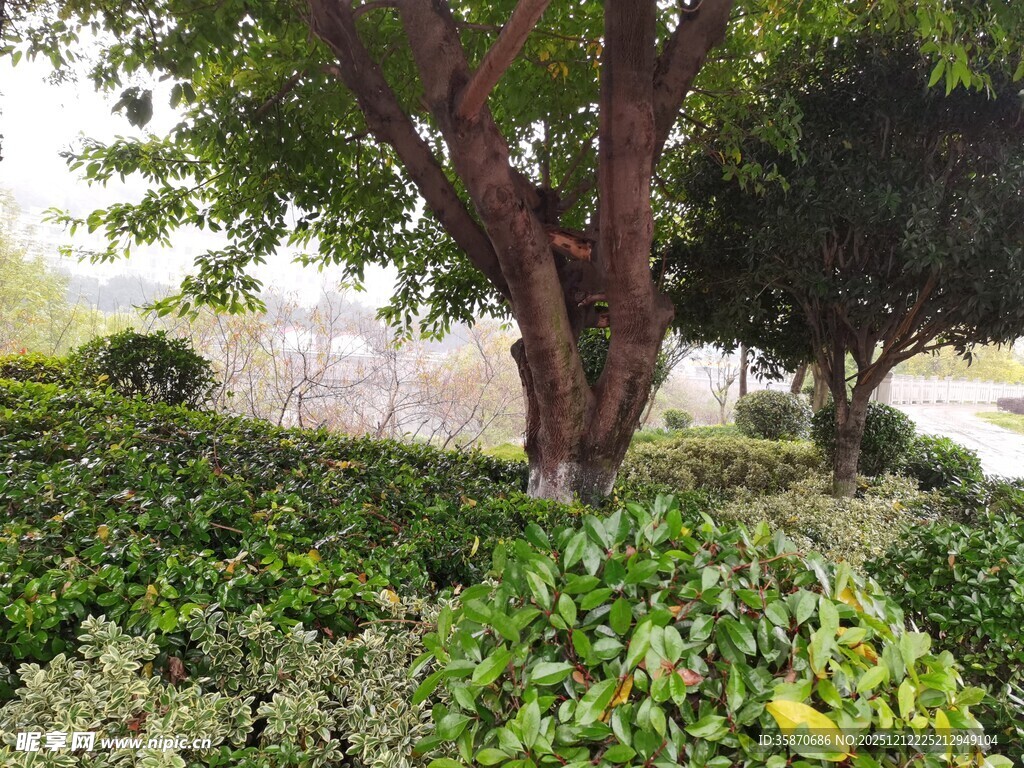 绿意盎然的园林景观