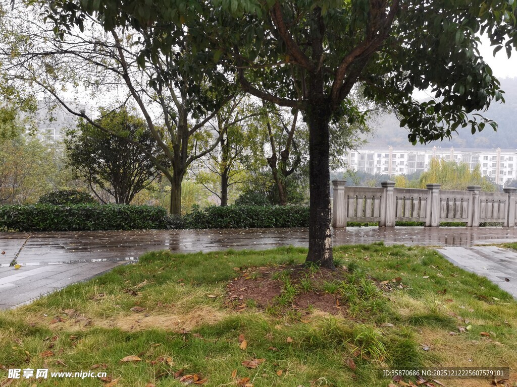 雨中庭院草地树木景观