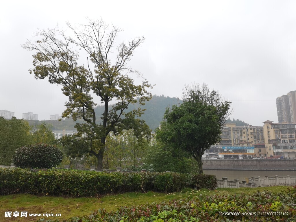 雨中城市绿植景观