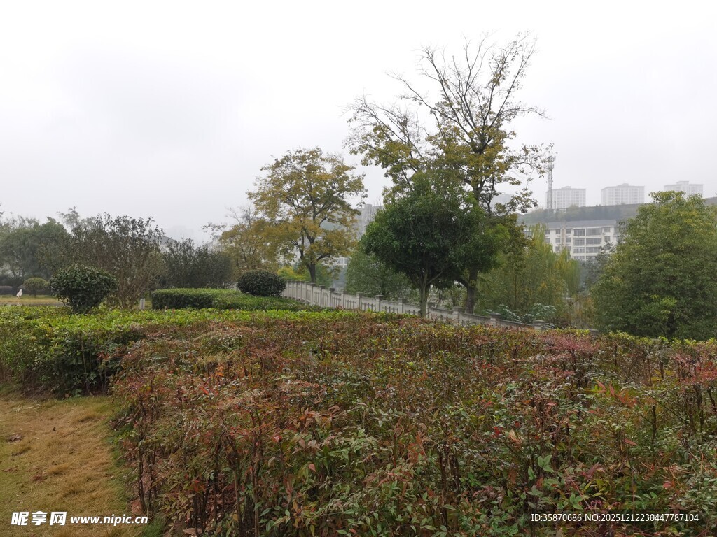 户外繁茂绿植景观