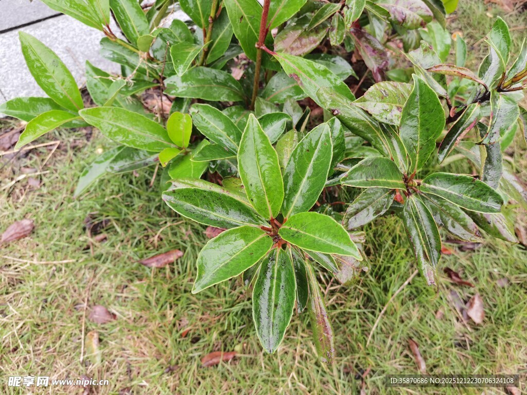 绿叶丛生的地面植物