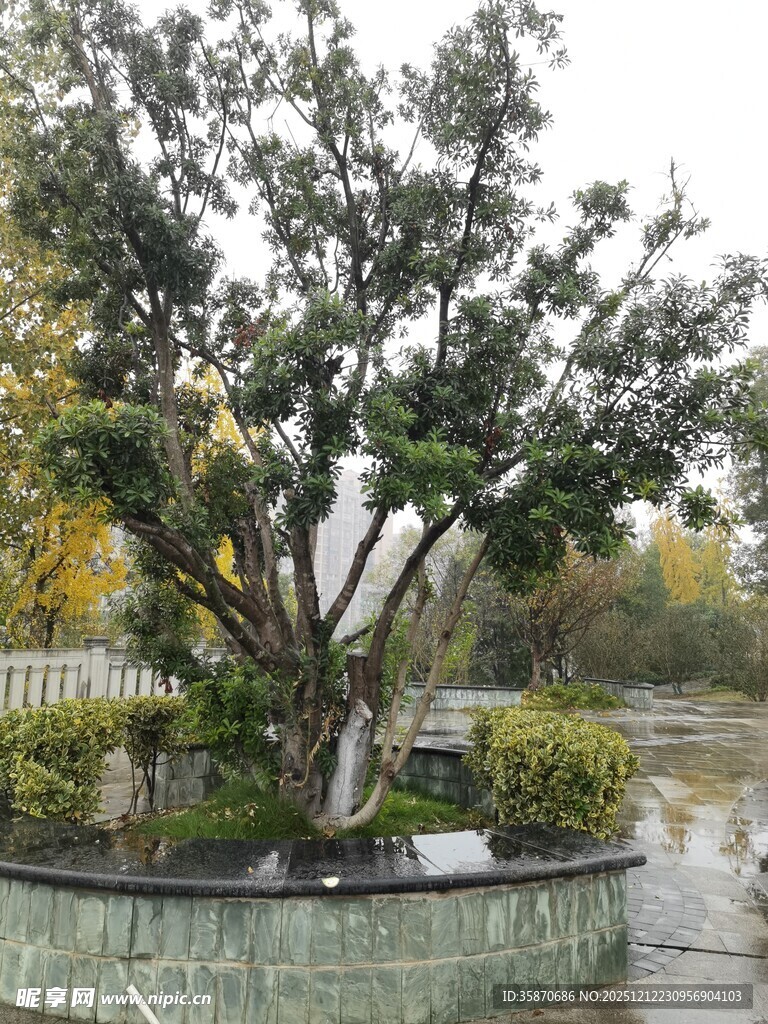 园林中造型独特的树木