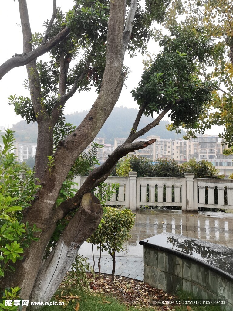 湖畔绿树环绕的城市景致