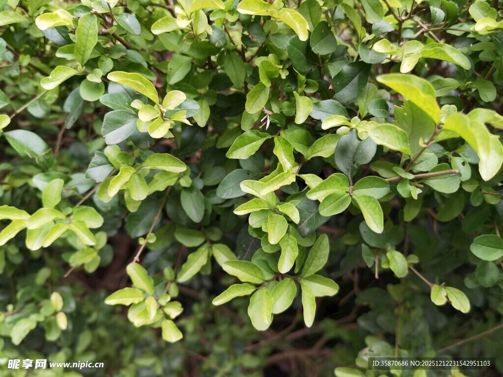 翠绿繁茂的绿叶植物