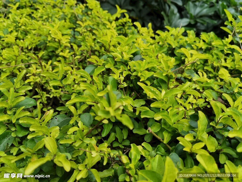 翠绿繁茂的灌木植物
