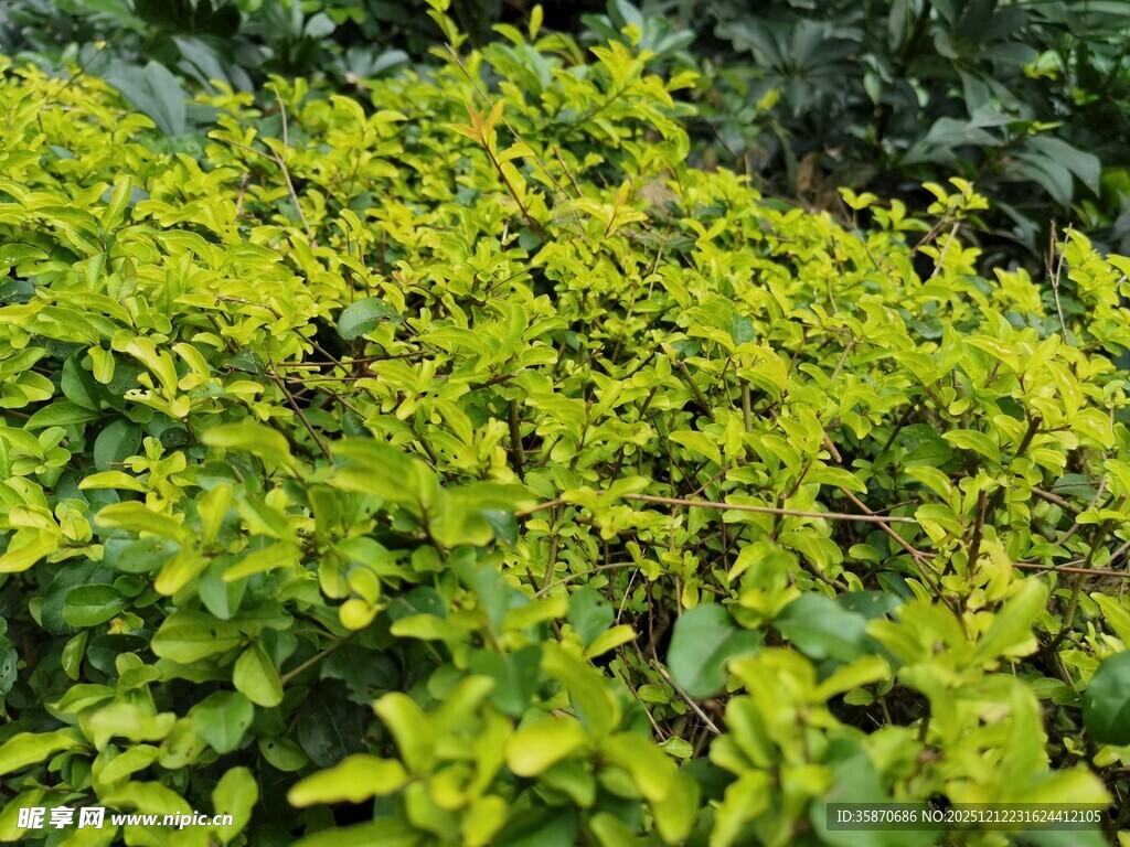 翠绿繁茂的叶片植物