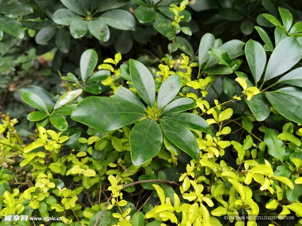 黄绿相间植物景观