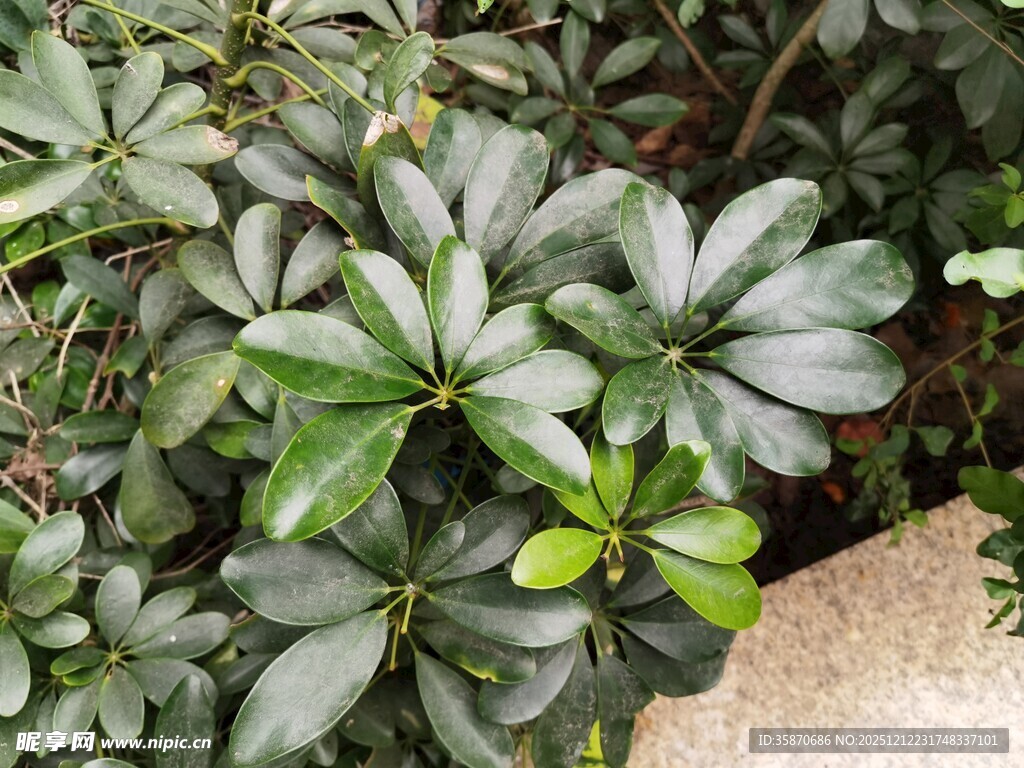 翠绿繁茂的观赏性绿植