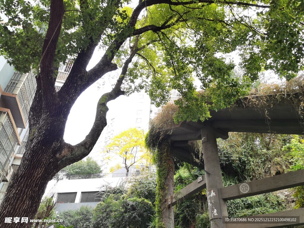 庭院中的大树与木质凉亭