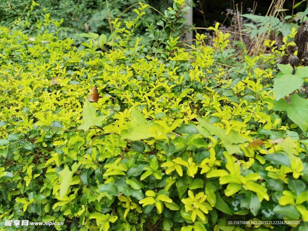 翠绿繁茂的绿植景观