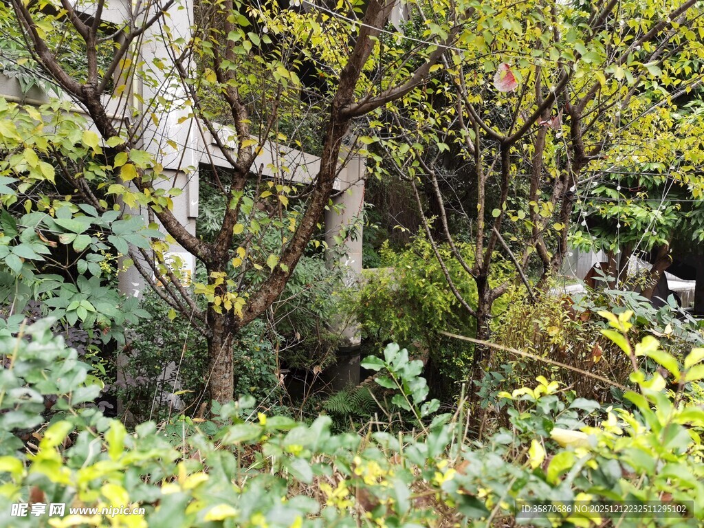 繁茂绿植环绕的建筑一角