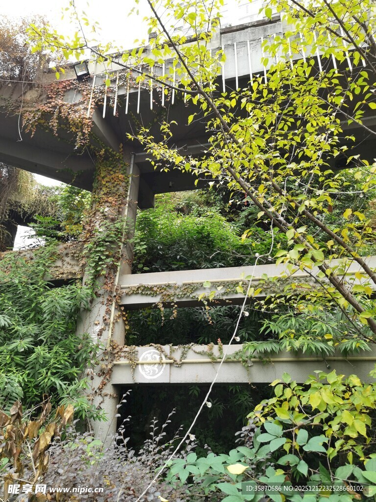 废弃建筑中的绿植景观