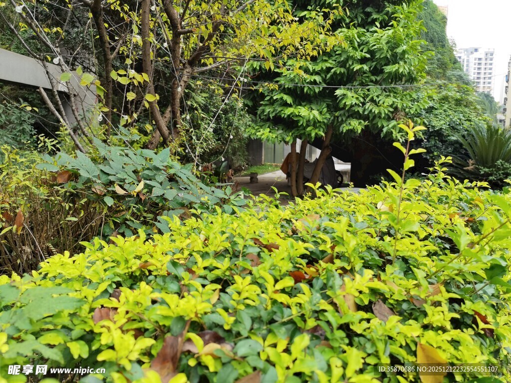 绿意盎然的花园景致