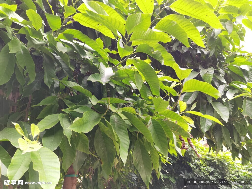 繁茂绿叶植物景观