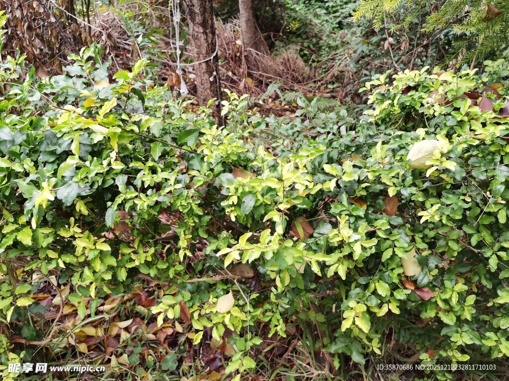 茂密绿植丛林景象