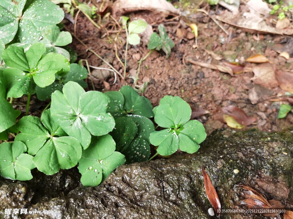 地面上的三叶草植物