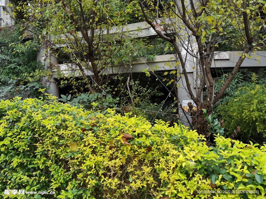 木质围栏旁的翠绿灌木丛