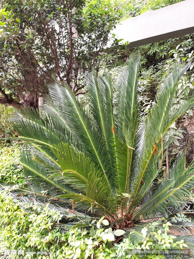 庭院中的翠绿苏铁植物