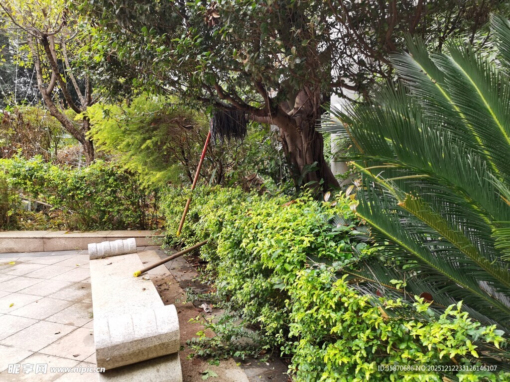 静谧花园中的绿植与石凳