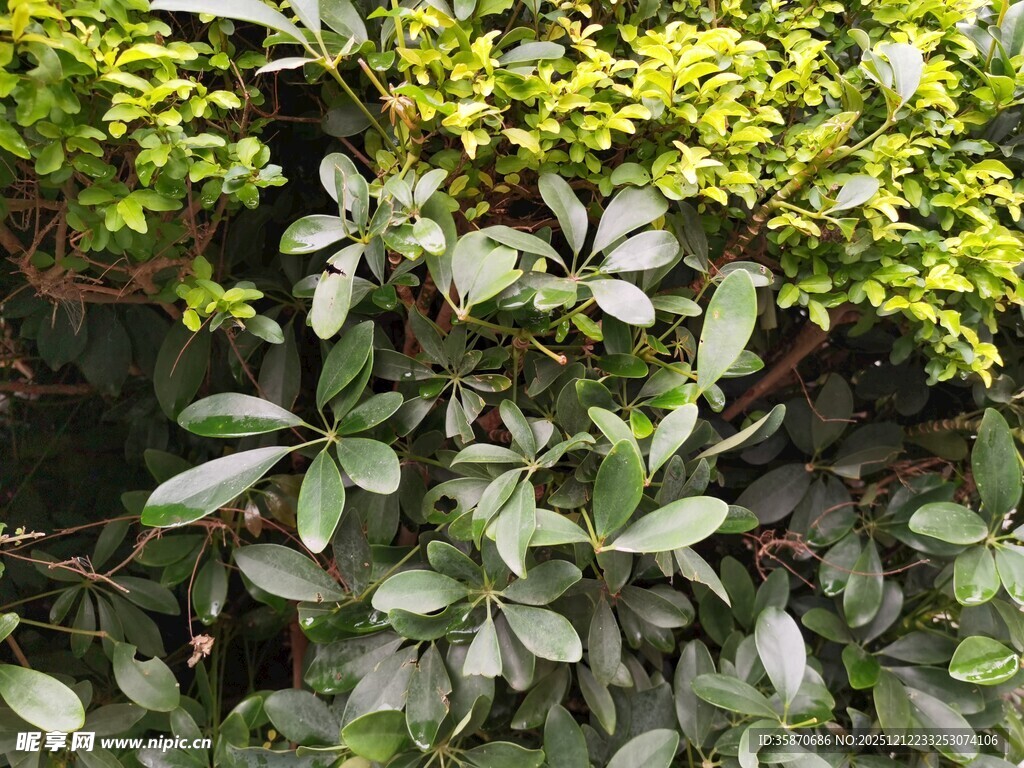 绿叶黄花植物景观