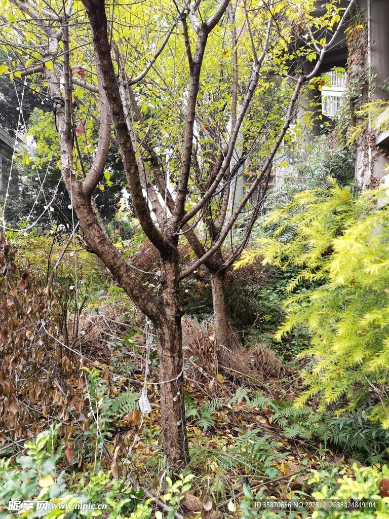 秋日林间枯树与绿植景观