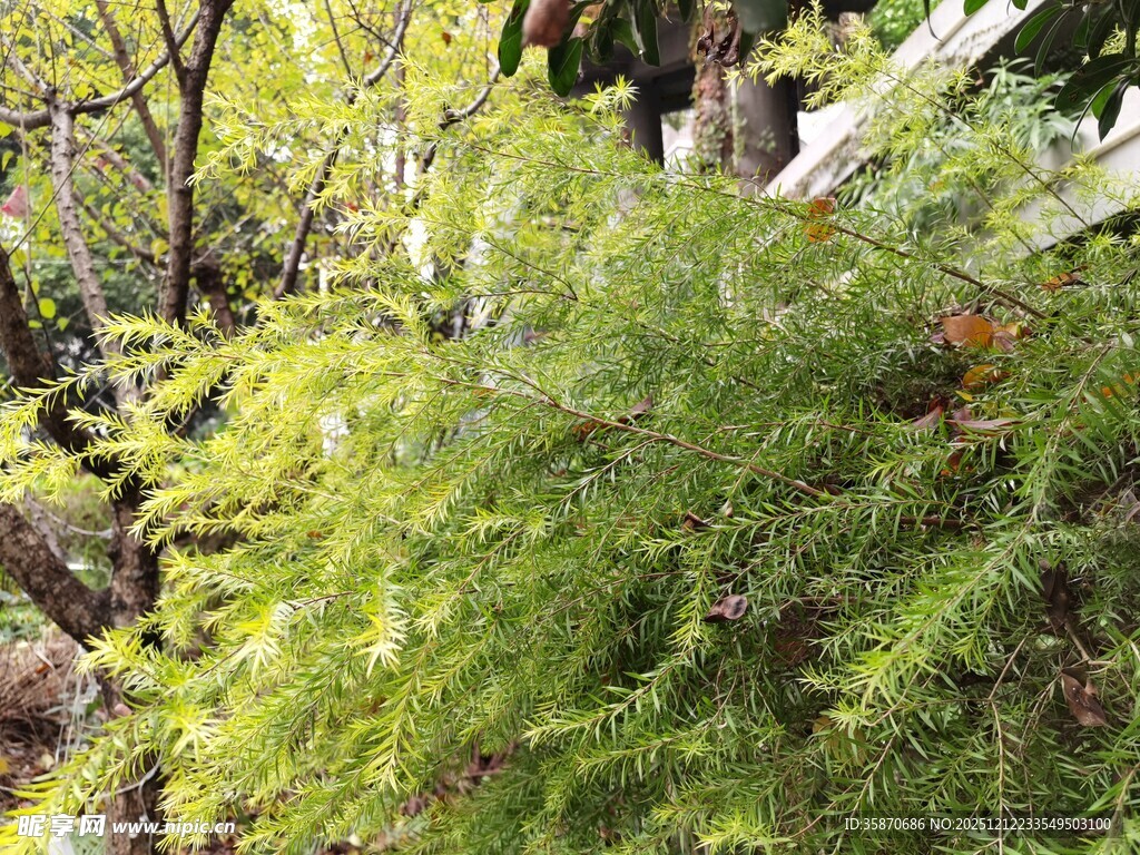 翠绿茂盛的针叶状植物