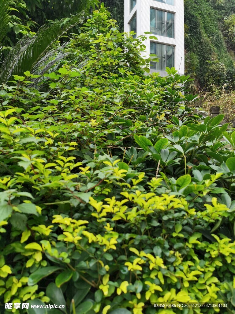 绿叶黄花环绕的建筑一角