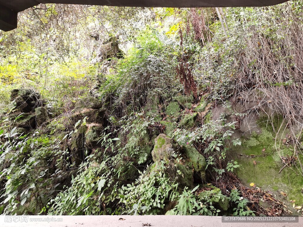 茂密山林中的绿植景观