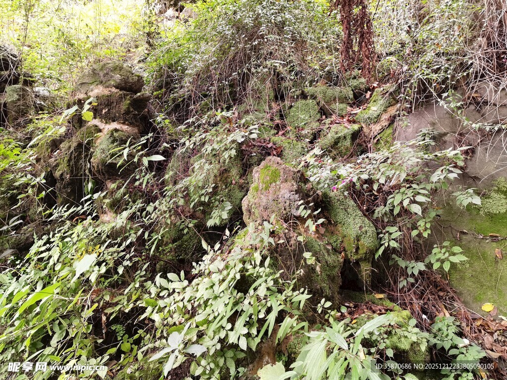 山林间繁茂的绿色植被