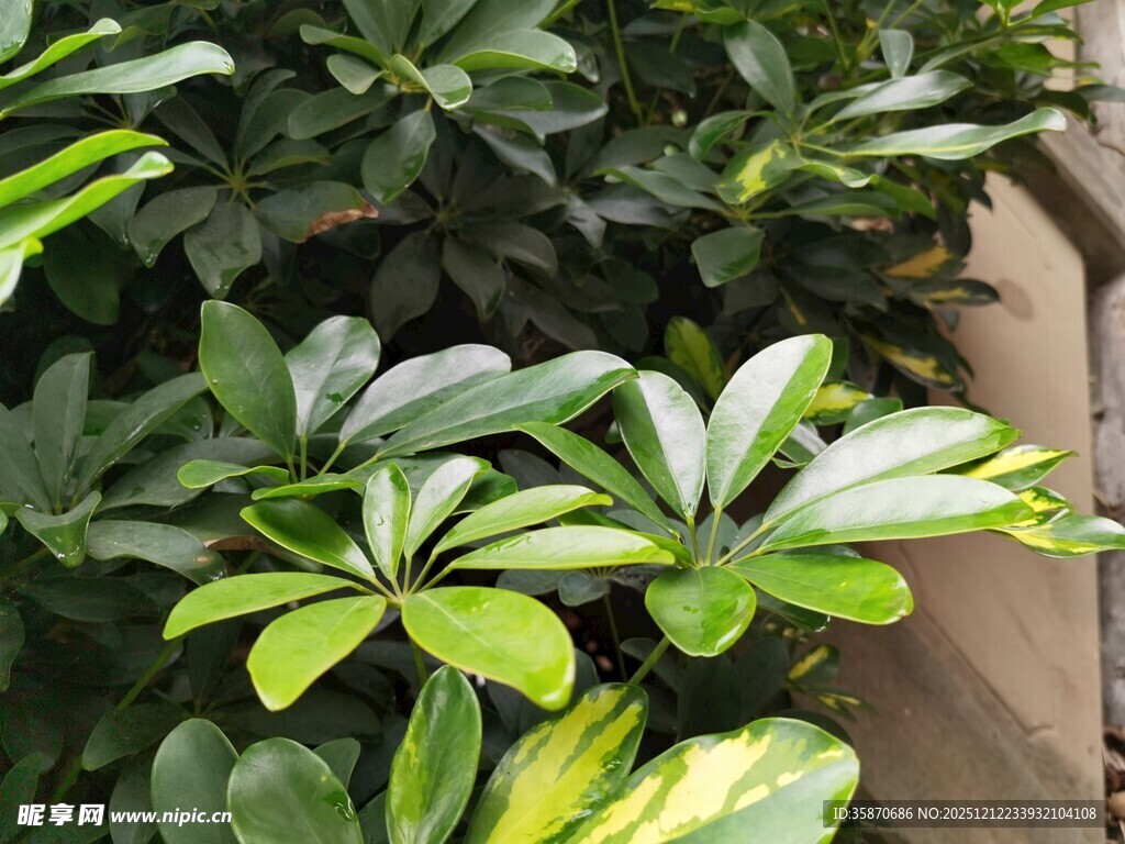 翠绿鹅掌柴植物特写