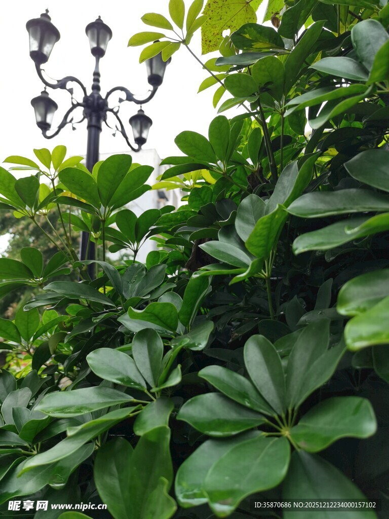 绿叶丛中的复古风路灯