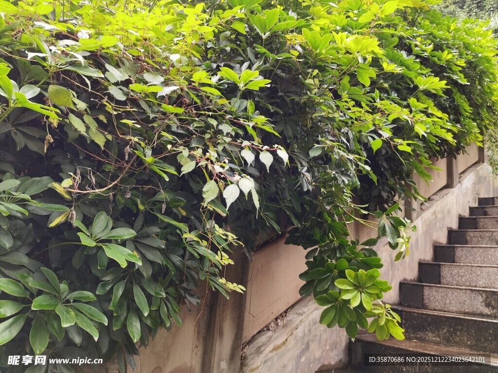 绿植环绕的石阶景致