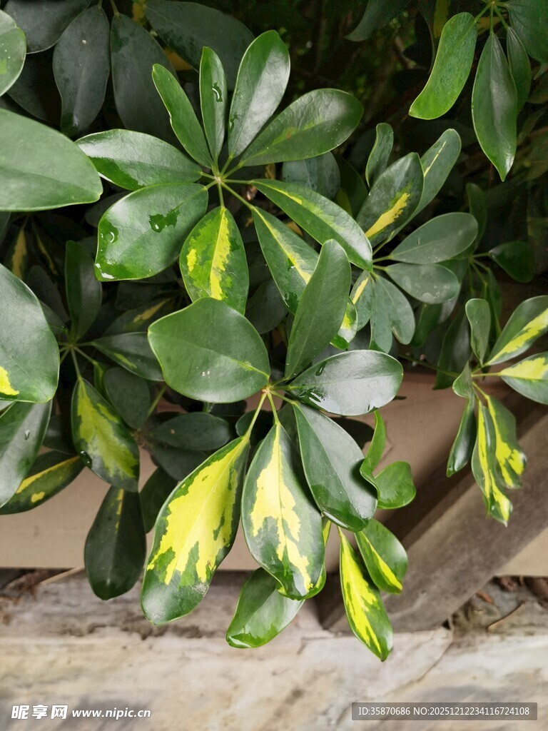 黄绿相间的绿叶植物