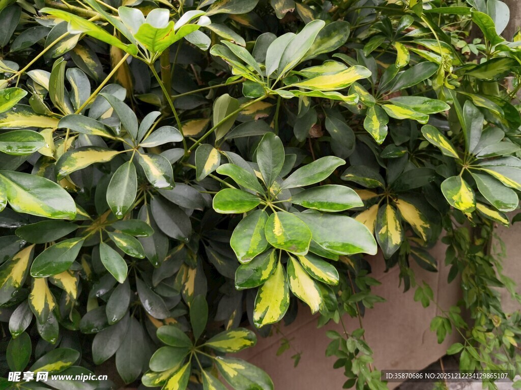 斑叶鹅掌柴植物特写