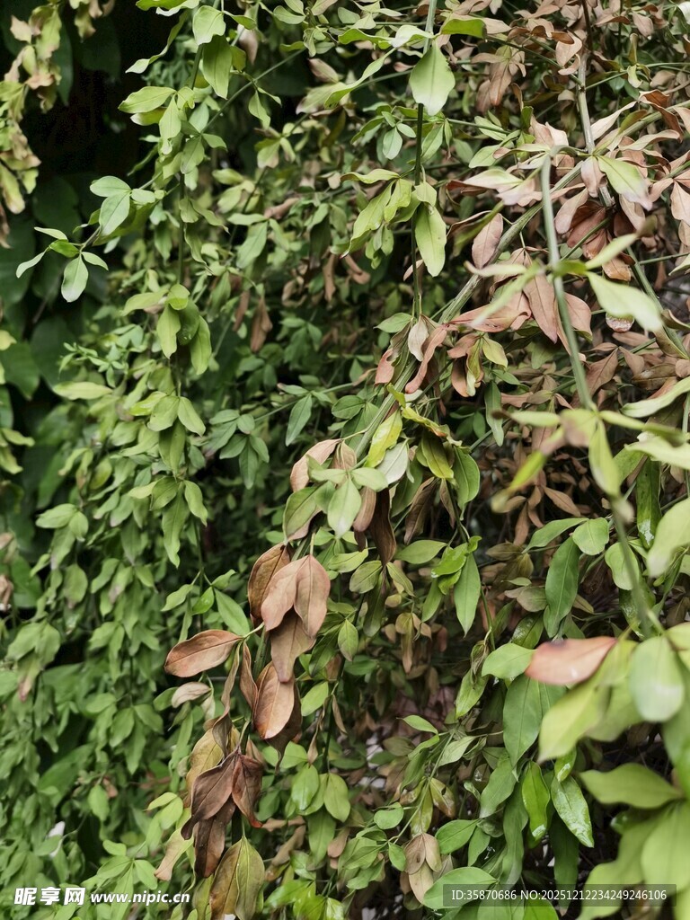 绿叶间的斑驳枯叶